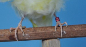 Fig.8: Uñas de canarios (postura lisa y rizada) 